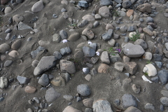 Cardamine macrophylla