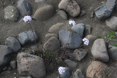 Cardamine macrophylla