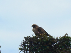 Buteo jamaicensis socorroensis