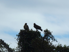 Buteo jamaicensis socorroensis