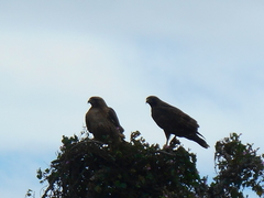 Buteo jamaicensis socorroensis