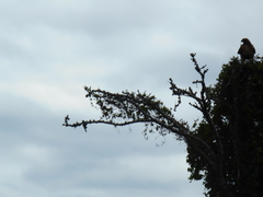 Buteo jamaicensis socorroensis
