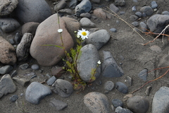 Tripleurospermum hookeri