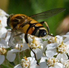 Helophilus neoaffinis