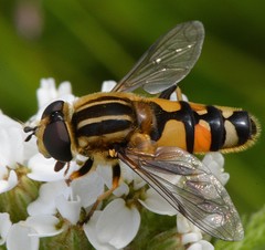 Helophilus neoaffinis