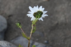 Tripleurospermum hookeri