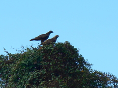 Buteo jamaicensis socorroensis