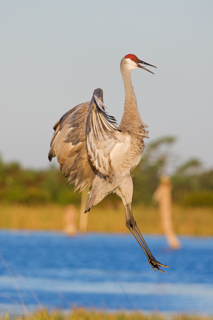 Sandhill Crane (Don Edwards San Francisco Bay National Wildlife Refuge ...