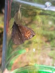 Erebia mancinus