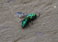 Caenochrysis