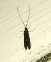 Rhyacophiloidea