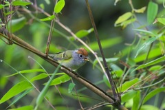 Phylloscopus castaniceps