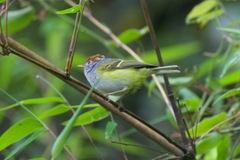 Phylloscopus castaniceps