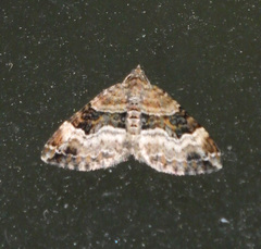 Xanthorhoe biriviata