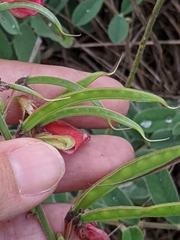 Tephrosia onobrychoides