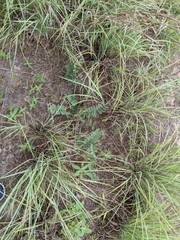 Tephrosia onobrychoides