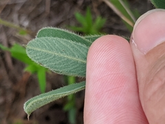Tephrosia onobrychoides