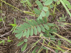 Tephrosia onobrychoides