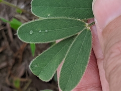 Tephrosia onobrychoides
