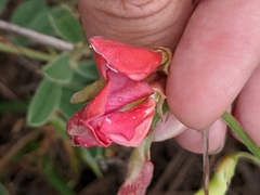 Tephrosia onobrychoides