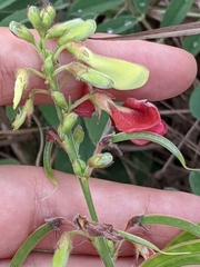Tephrosia onobrychoides