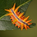 Stinging Rose Caterpillar Moth - Photo (c) calosoma_amitch, some rights reserved (CC BY-NC), uploaded by calosoma_amitch