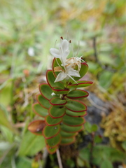 Veronica decumbens