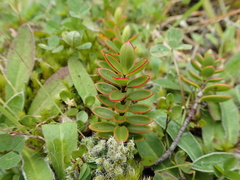 Veronica decumbens
