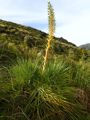 Aciphylla glaucescens