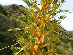 Aciphylla glaucescens