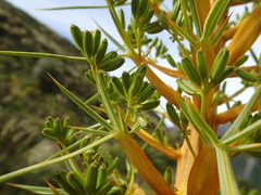 Aciphylla glaucescens