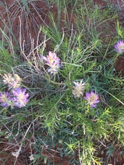 Astragalus laxmannii robustior