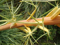 Aciphylla glaucescens