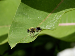 Laphria sacrator