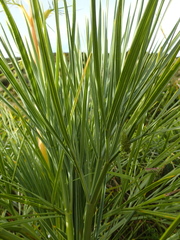 Aciphylla glaucescens