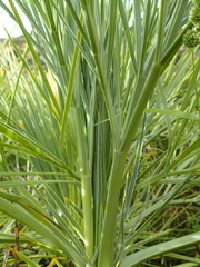 Aciphylla glaucescens