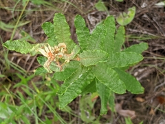 Eriogonum multiflorum