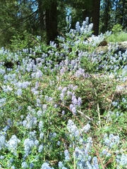 Ceanothus parvifolius