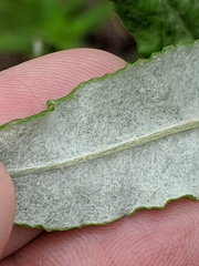 Eriogonum multiflorum