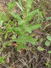 Eriogonum multiflorum