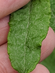 Eriogonum multiflorum