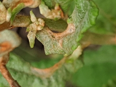 Eriogonum multiflorum