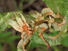 Eriogonum multiflorum