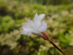 Epilobium chlorifolium