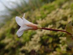 Epilobium chlorifolium