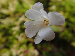 Epilobium chlorifolium