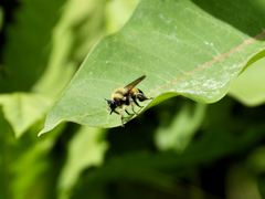 Laphria sacrator