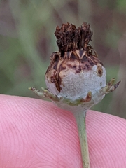 Thelesperma flavodiscum