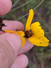 Thelesperma flavodiscum