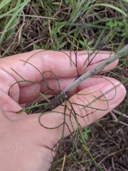 Thelesperma flavodiscum